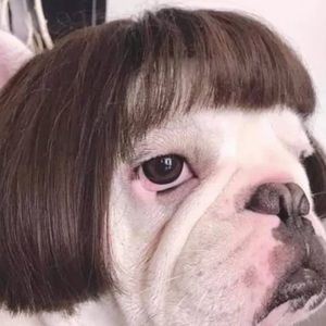 Meet your Posher, Scarlett